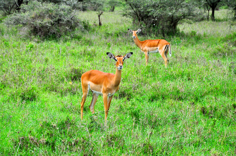 Melanie Heinrich Travel Images Africa